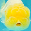 BEAUTY A Grade White LionQueen 4-4.5 inches #050826LC_16