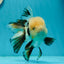 AAA Grade Tricolor Oranda Perfect Shape Male 5.5 inches #1011OR_05