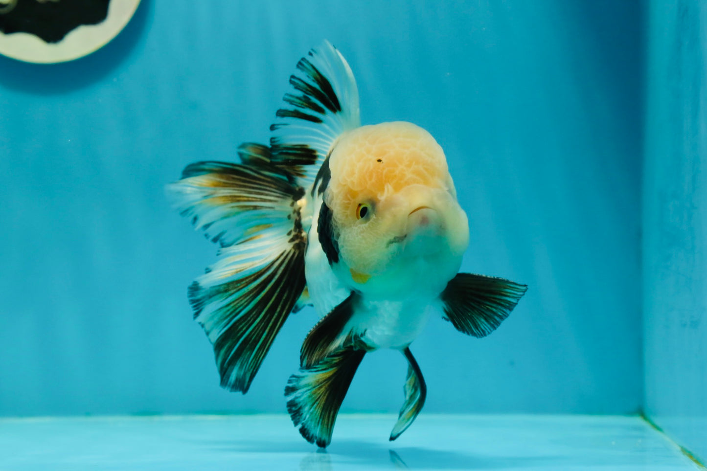 AAA Grade Tricolor Oranda Perfect Shape Male 5.5 inches #1011OR_05