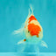 A Grade Red White Oranda Female 5.5 inches #061926OR_15