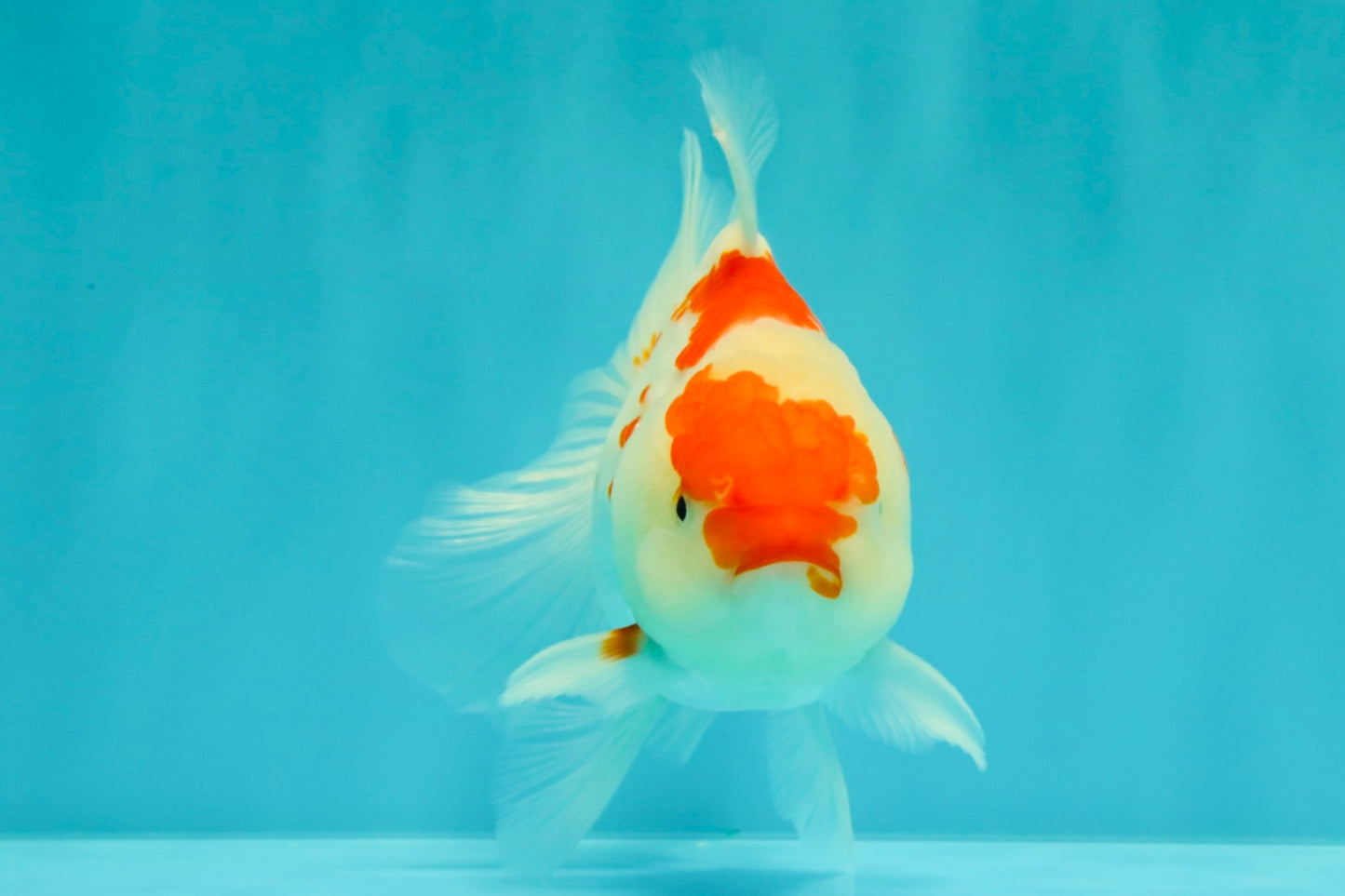 A Grade Red White Oranda Female 5.5 inches #061926OR_15