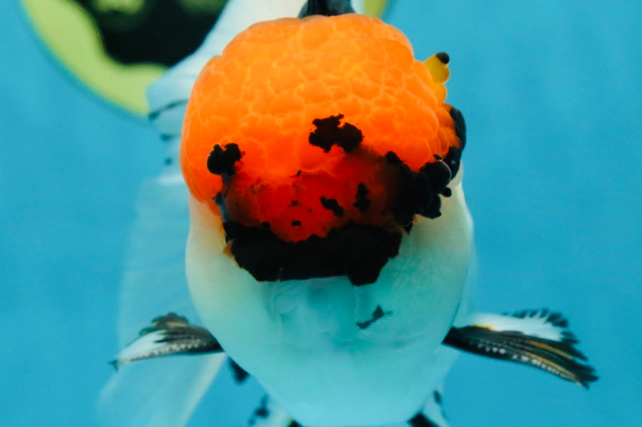 A Grade Tricolor Oranda Male 5.5 inches #050925OR_44