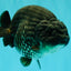 CHUBBY AAA Grade Black Blue Ranchu Female 5.5 inches #100926RC_31