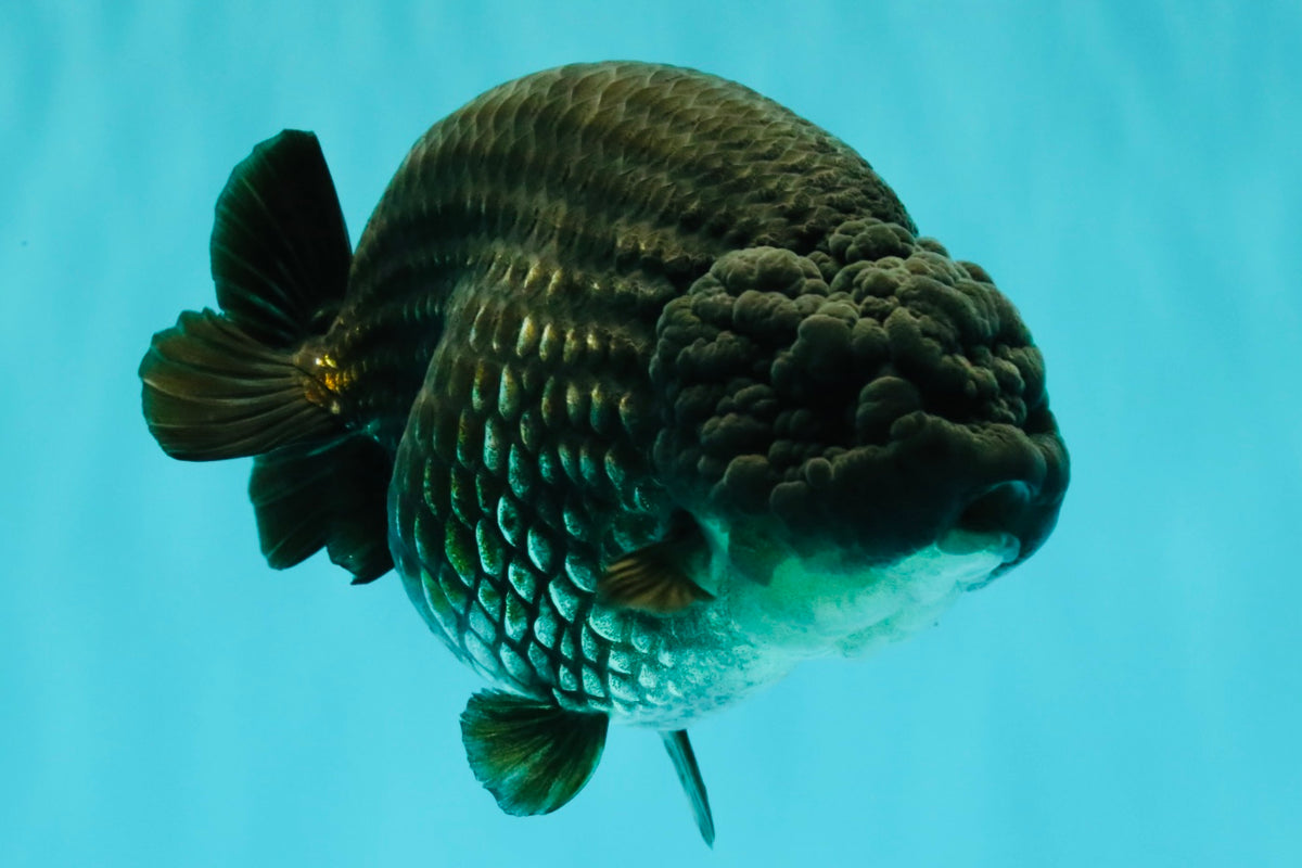 CHUBBY AAA Grade Black Blue Ranchu Female 5.5 inches #100926RC_31