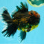 AAA Grade Godzilla Tiger Oranda Male 6.5 inches #022726OR_11