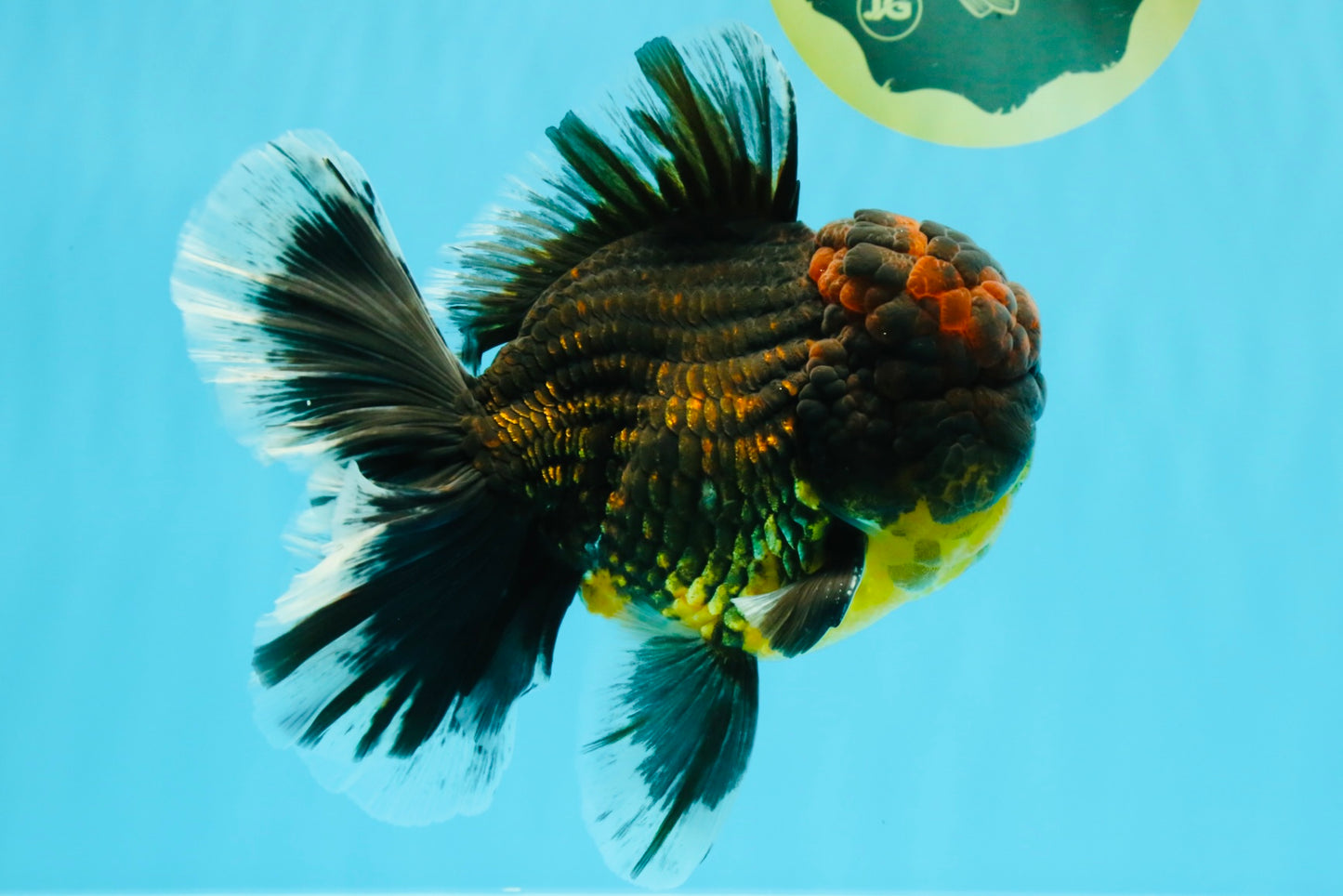 AAA Grade Godzilla Tiger Oranda Male 6.5 inches #022726OR_11