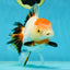 A Grade Tancho Tricolor Oranda Female 5-5.5 inches #050925OR_34