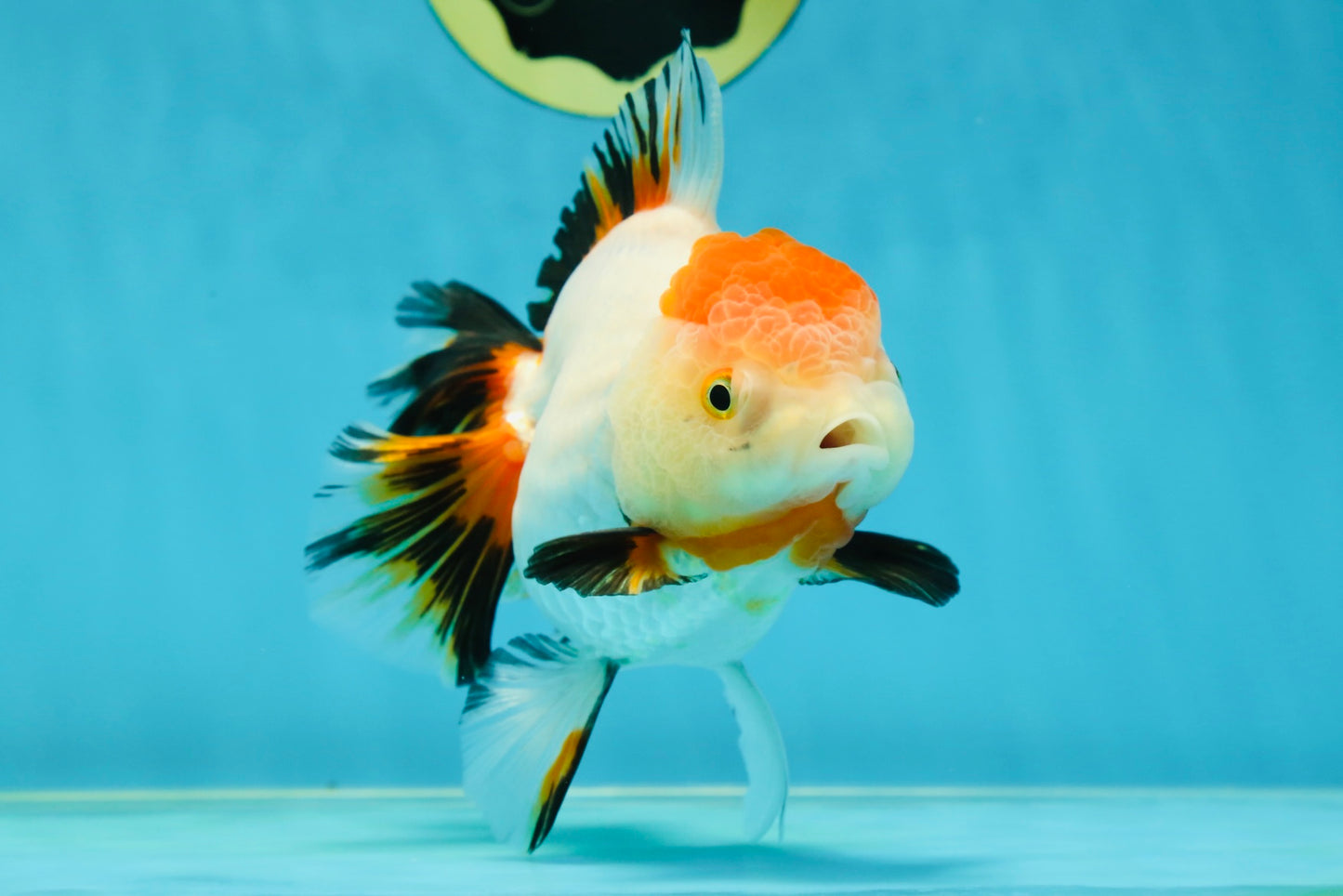 A Grade Tancho Tricolor Oranda Female 5-5.5 inches #050925OR_34
