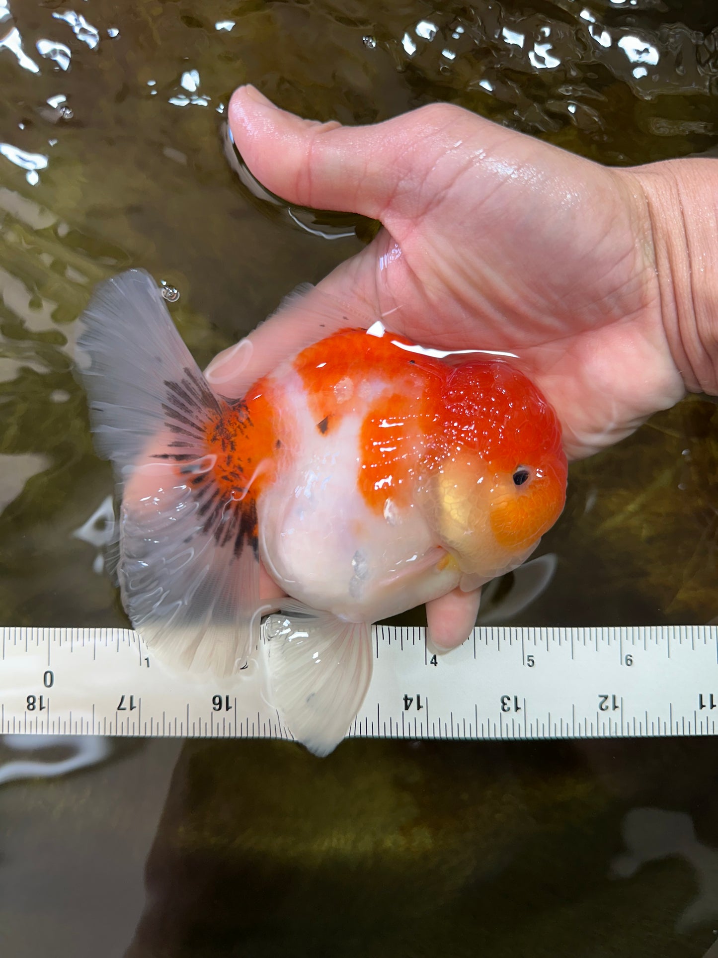 AAA Grade Godzilla Sakura Button Eyes Oranda Male 5-5.5 inches #052325_10