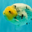 CHUBBY AAA Grade White Marble Blue Base Ranchu Male 5.5-6 inches #100226RC_28