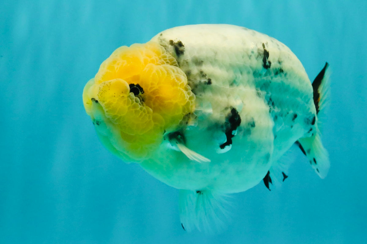 CHUBBY AAA Grade White Marble Blue Base Ranchu Male 5.5-6 inches #100226RC_28