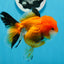 A Grade Tricolor Oranda Female 4.5 inches #0906OR_24