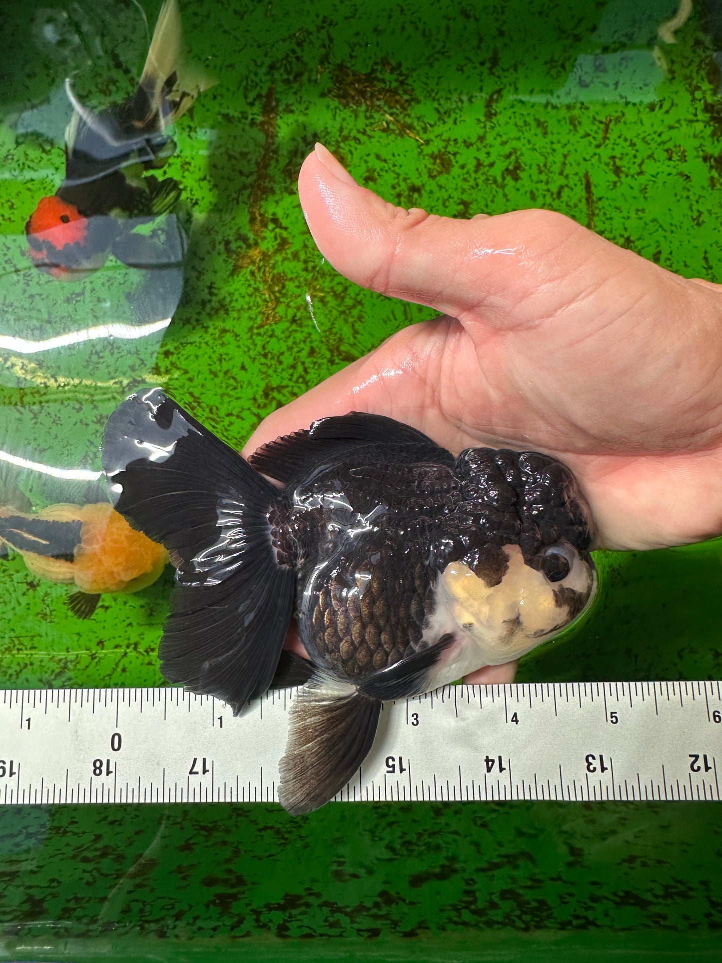 A Grade Panda Oranda Female 5  inches #0927OR_27