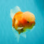 A Grade Jade Head Sakura Oranda Male 6-6.5 inches #082826OR_01