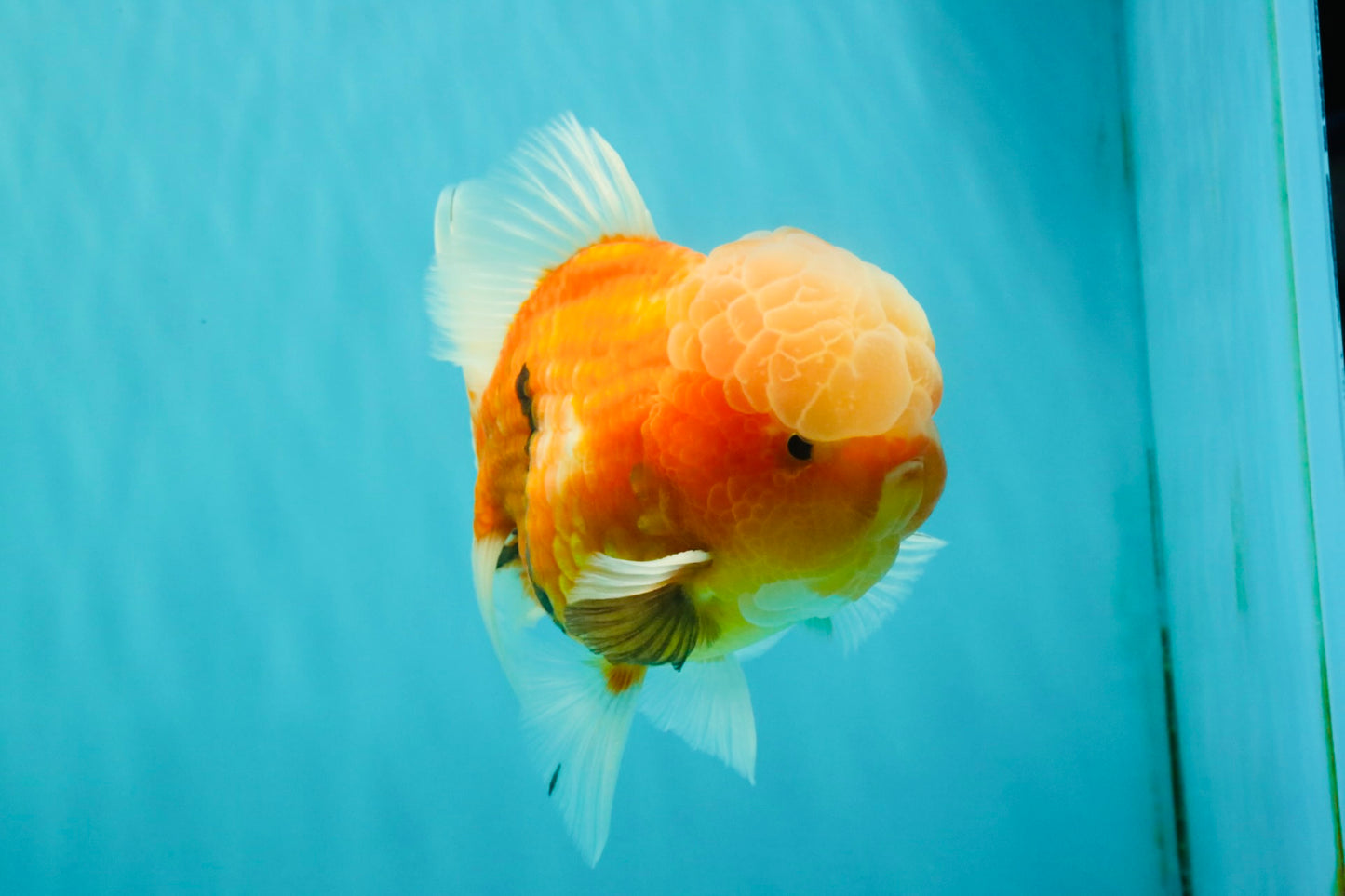A Grade Jade Head Sakura Oranda Male 6-6.5 inches #082826OR_01