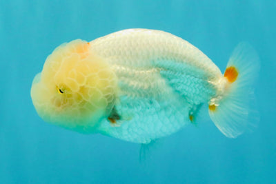 BEAUTY A Grade Red White LionQueen Female 4-4.5 inches #042426LC_19