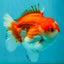 CHUBBY AAA Grade Red White Yuanbao Male 5.5 inches #050826YB_07