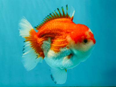 CHUBBY AAA Grade Red White Yuanbao Male 5.5 inches #050826YB_07