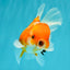 Sakura Oranda Female 5 inches #050126OR_06