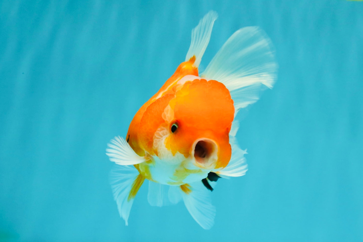 Sakura Oranda Female 5 inches #050126OR_06
