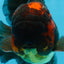 A Grade Lava Head Apache Oranda Male 6 inches #091925OR_13