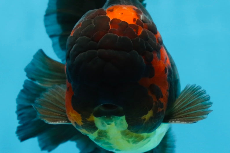 A Grade Lava Head Apache Oranda Male 6 inches #091925OR_13