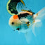 A Grade BEAUTY Tricolor Oranda Female 5.5-6 inches #072525OR_07