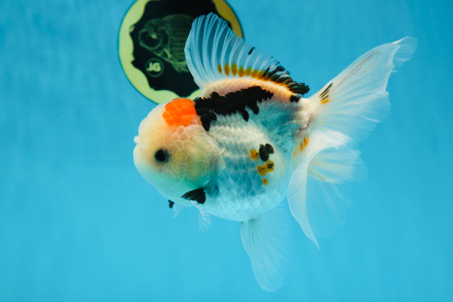 A Grade BEAUTY Tricolor Oranda Female 5.5-6 inches #072525OR_07