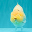 AAA Grade  Diamond Scale White Sakura Shark Ranchu Male 5.5 inches #100226RC_27