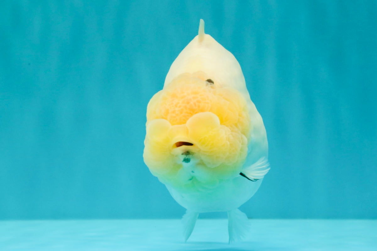 AAA Grade  Diamond Scale White Sakura Shark Ranchu Male 5.5 inches #100226RC_27