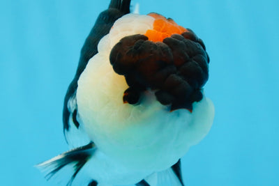 Grado AAA Tricolor Oranda Macho 5 pulgadas #0830OR_26