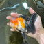 UNIQUE A Grade Tricolor Oranda Female 4.5-5 inches #082225OR_25