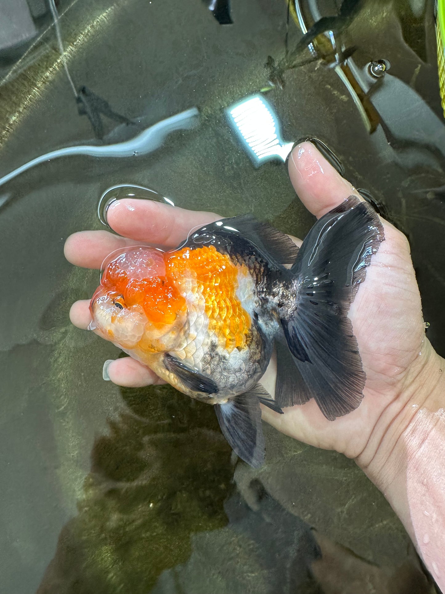 UNIQUE A Grade Tricolor Oranda Female 4.5-5 inches #082225OR_25