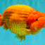 BIG CHEEK AAA Grade Super Hybrid Buffalo Red Ranchu Male 6 inches #100226RC_21