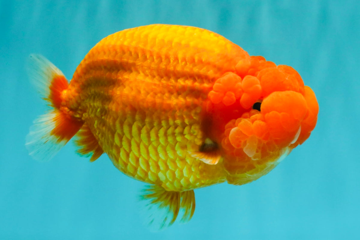BIG CHEEK AAA Grade Super Hybrid Buffalo Red Ranchu Male 6 inches #100226RC_21