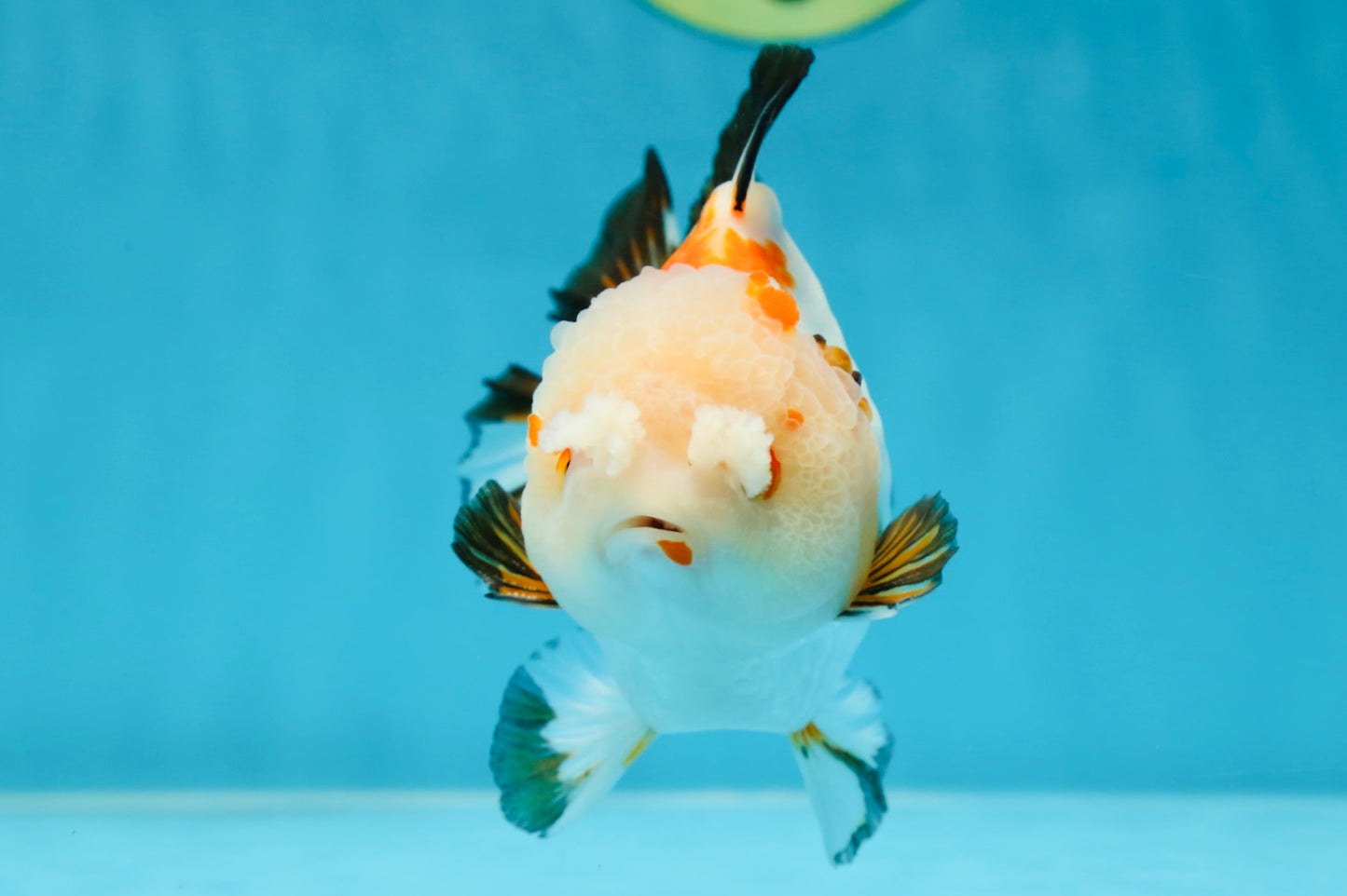 A Grade Pompom Tricolor Yuanbao Male 4 inches #052325YB_27