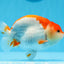 AAA Grade Red White Strong Body Structure Ranchu Male 4.5-5 inches #0712RC_05