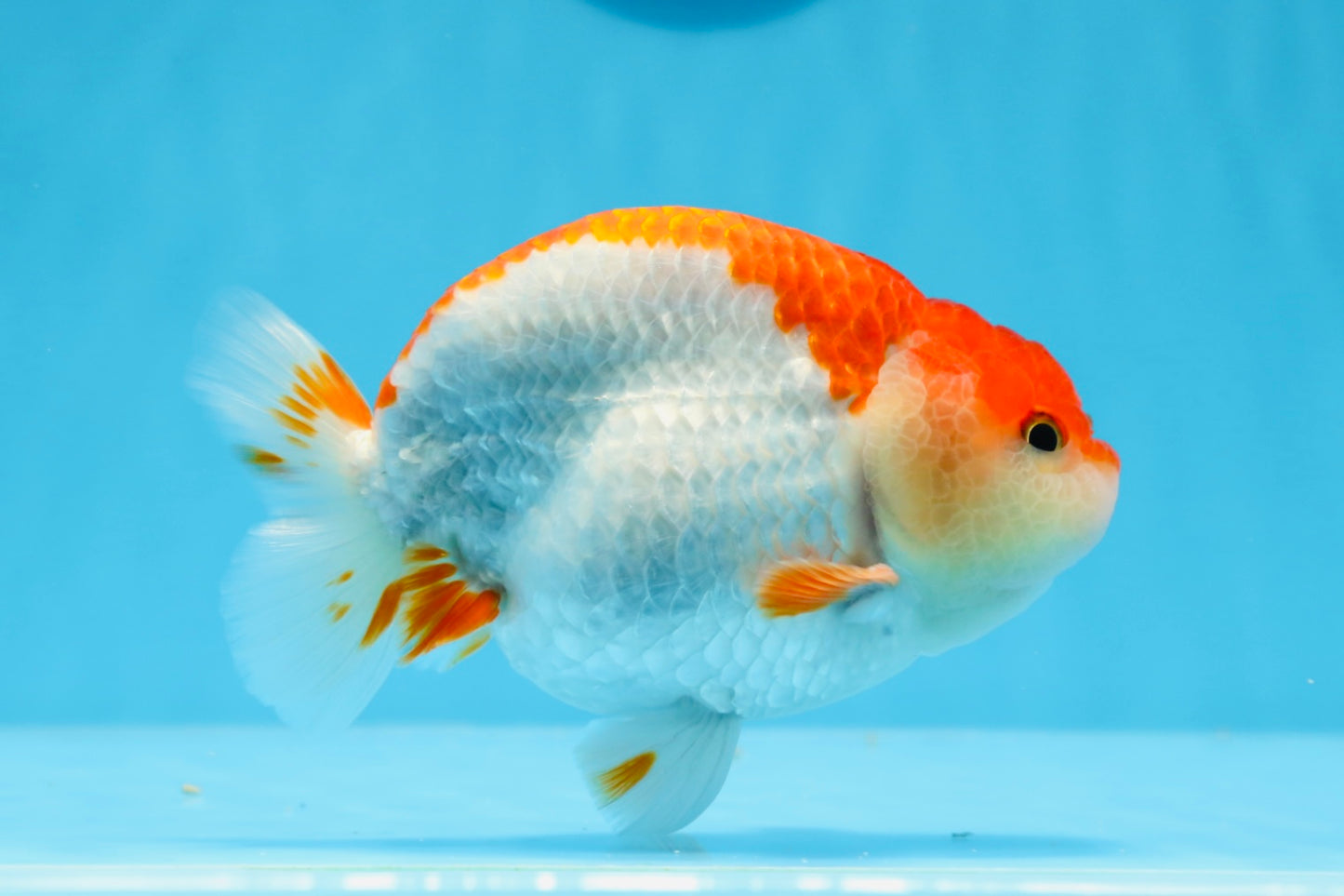 AAA Grade Red White Strong Body Structure Ranchu Male 4.5-5 inches #0712RC_05