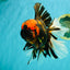 A Grade Tiger Oranda Male 7.5-8 inches #101626OR_17