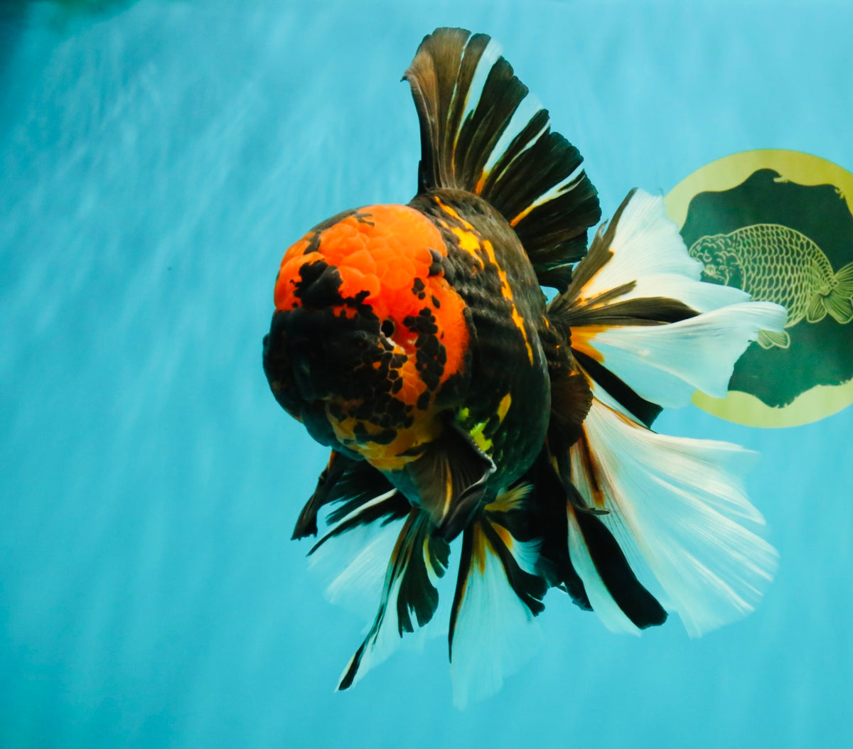 A Grade Tiger Oranda Male 7.5-8 inches #101626OR_17