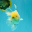 A Grade Marble Oranda Male 6-6.5 inches #042426OR_11
