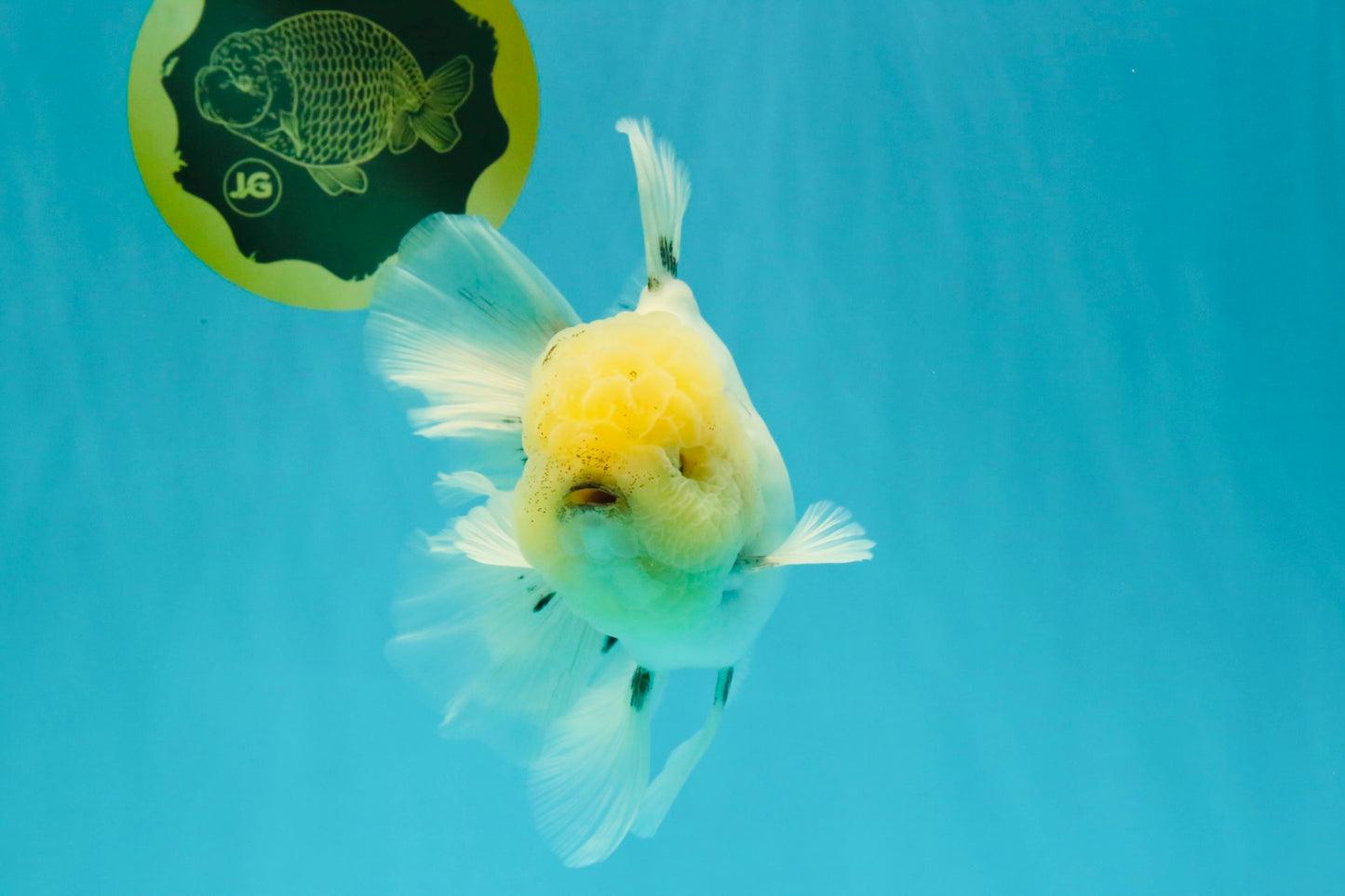 A Grade Marble Oranda Male 6-6.5 inches #042426OR_11