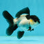 Panda Oranda Female 3.5 inches #1004OR_24