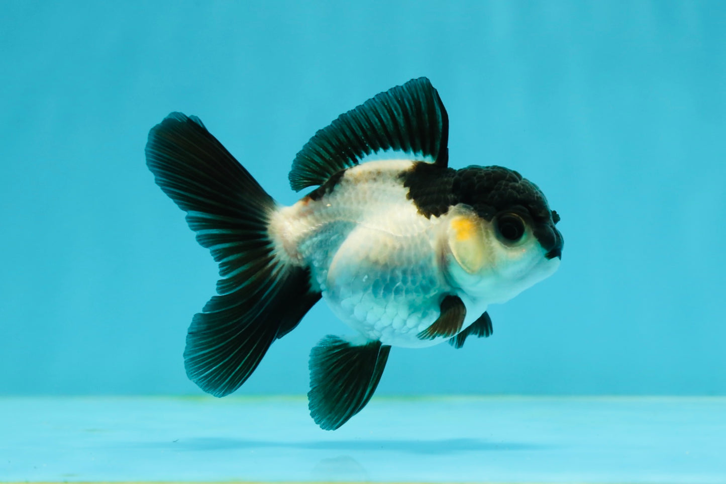 Panda Oranda Female 3.5 inches #1004OR_24