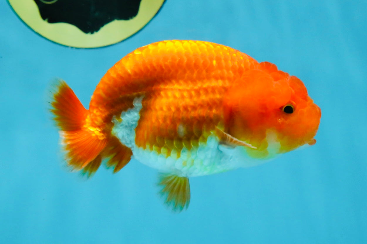 A Grade Red White LionQueen 4 inches #121225LC_09