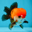 A Grade Pompom Tricolor Yuanbao Male 4.5 inches #052325YB_29