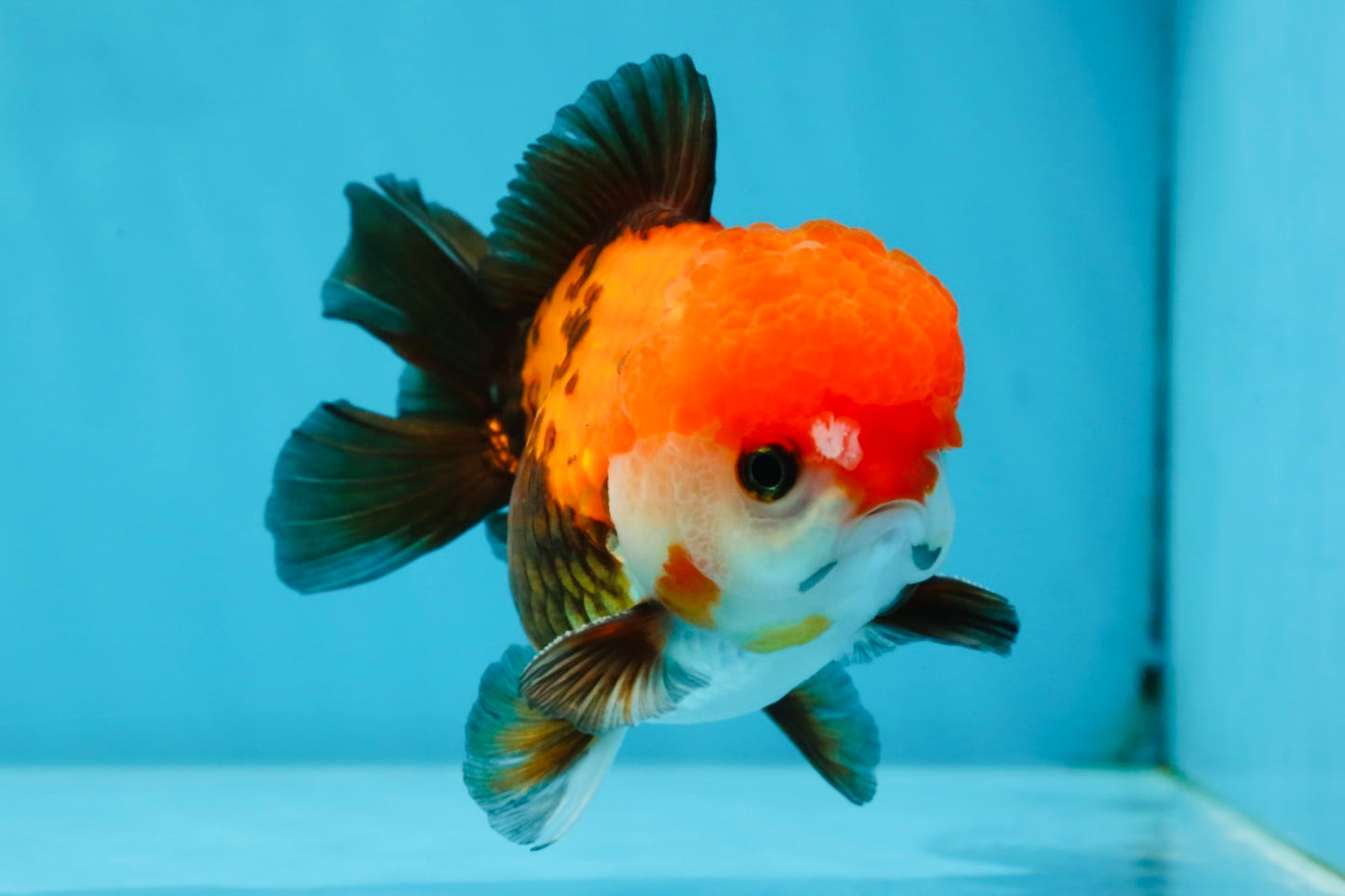 A Grade Pompom Tricolor Yuanbao Male 4.5 inches #052325YB_29