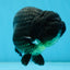 A Grade CHUNKY Black LionKing 4.5-5 inches #062025LC_04