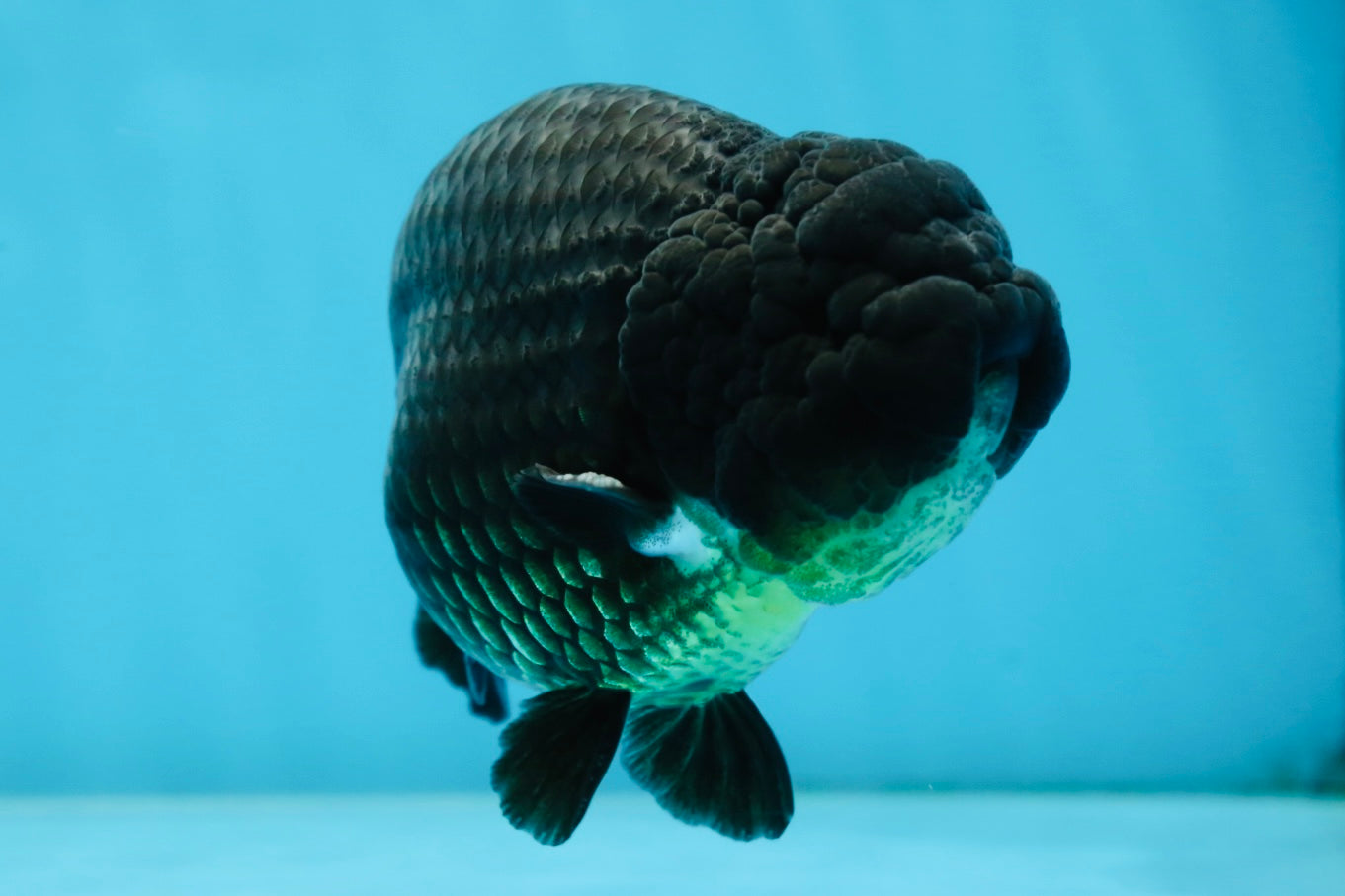 A Grade CHUNKY Black LionKing 4.5-5 inches #062025LC_04