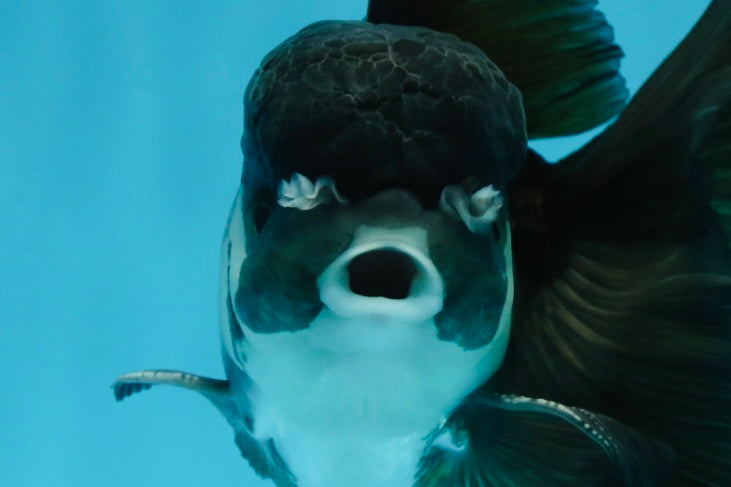 A Grade Panda Oranda Male 5.5 inches #060625OR_15